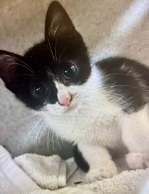 _Dory, Baby Female Domestic Short Hair