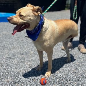 Beau, Adult Male Labrador Retriever