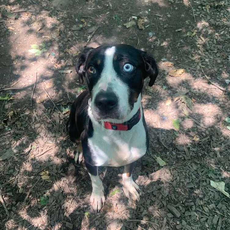 Odin