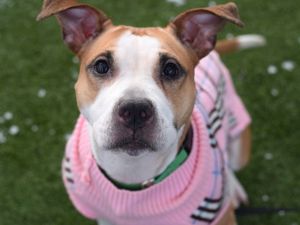 My foster writes Melanie is a sweet spunky and energetic pup whos equal parts cuddle bug and pla