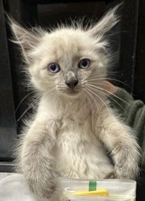 Jiro Siamese Cat