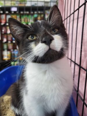 Yoshi Domestic Medium Hair Cat