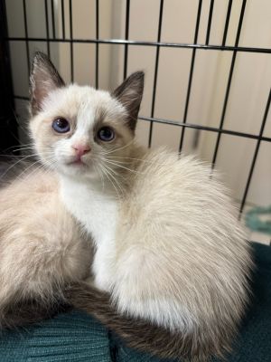 Ryukyu Siamese Cat