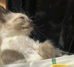Yaoyorozu Siamese Cat