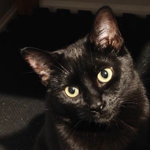 Mystique, Adult Female Domestic Short Hair