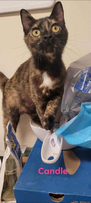 Candle, Young Female Domestic Short Hair