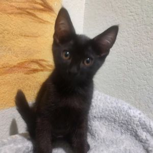 Adoption Fee 12500 or 2 kittens for 20000 All cats and kittens have been spayedneutered have 