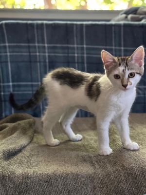 Howdy Im Louise and I am ready for my forever home I am a little on the shy side not