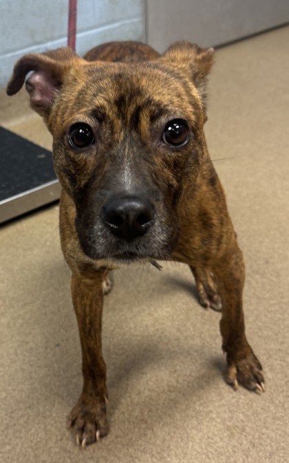 Noahy - PA - IN FOSTER 1