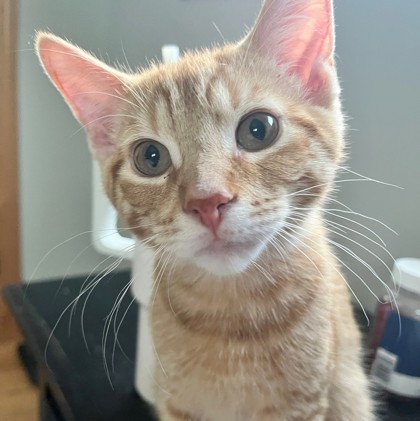 Waldorf (Bashful Buddy) 2