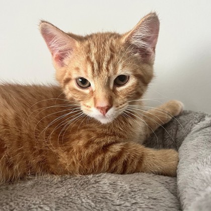 Waldorf (Bashful Buddy) 3