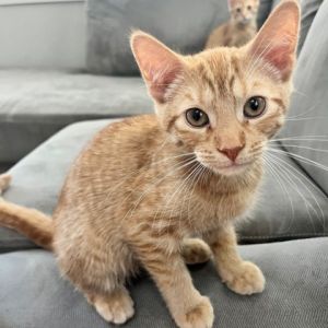 Pineapple Fluff (Bashful Buddy)