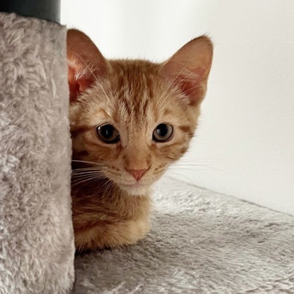 Pineapple Fluff (Bashful Buddy) 3