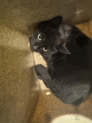 Scone, an adoptable Domestic Short Hair in Harbor Springs, MI, 49740 | Photo Image 1