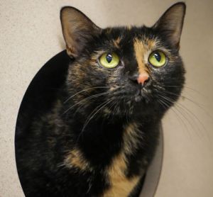 Mavis, Adult Female Domestic Short Hair