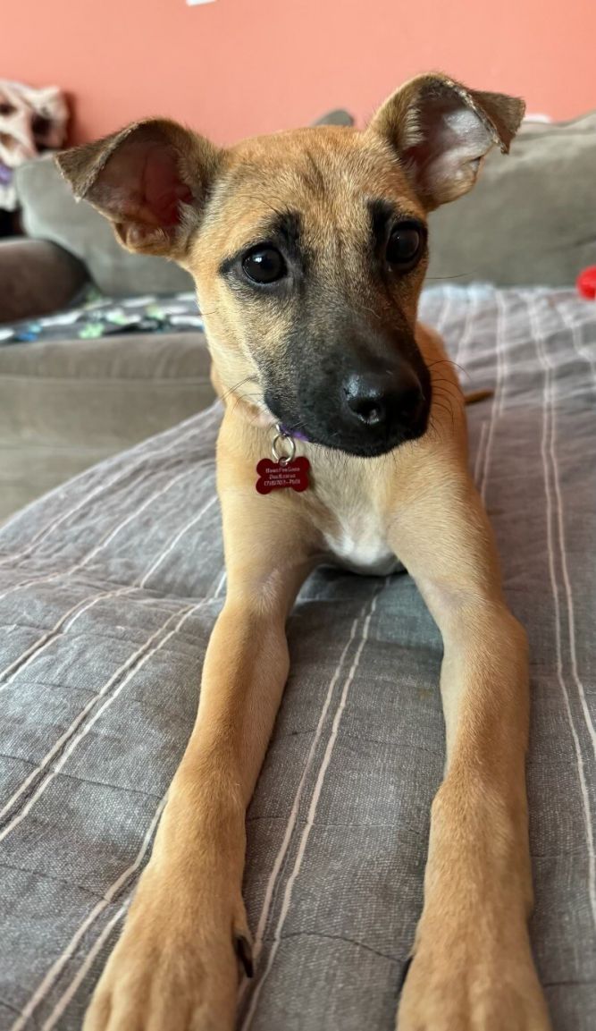 Lilly