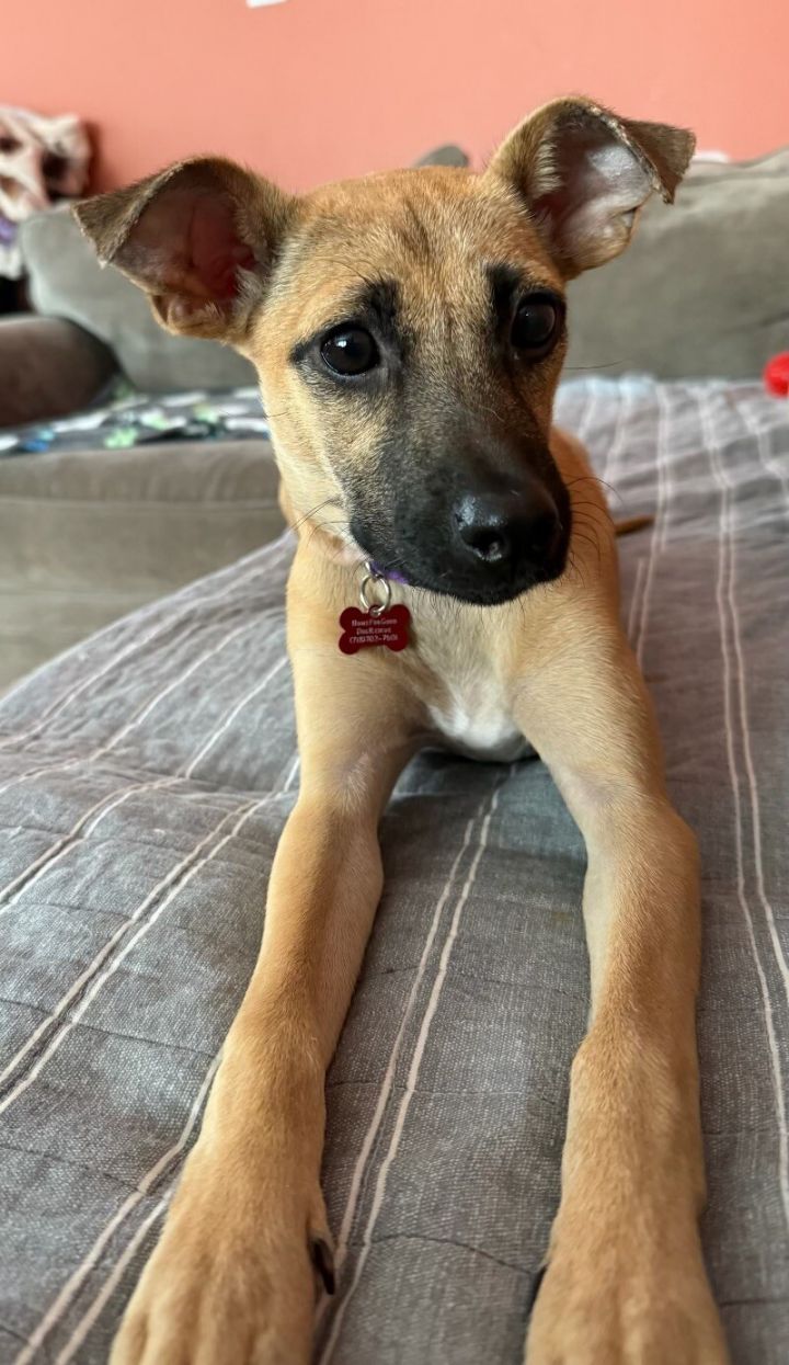 Lilly 1