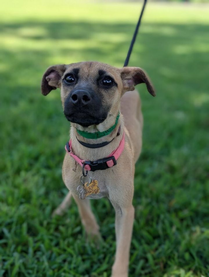 Lilly 6