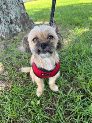 Oscar, Adult Male Yorkshire Terrier