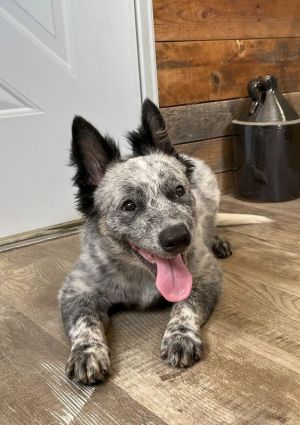 Arnie, Baby Male Australian Cattle Dog / Blue Heeler