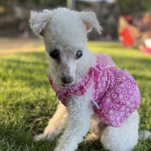 Sugar #511, Senior Female unknown