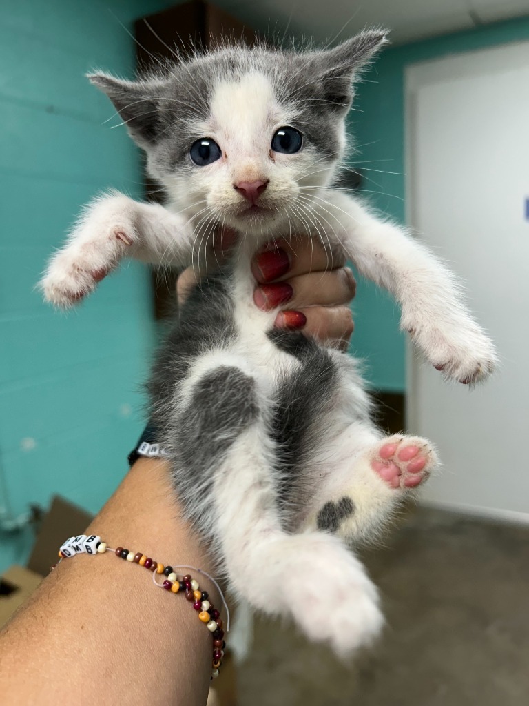Biscuit McWhiskers