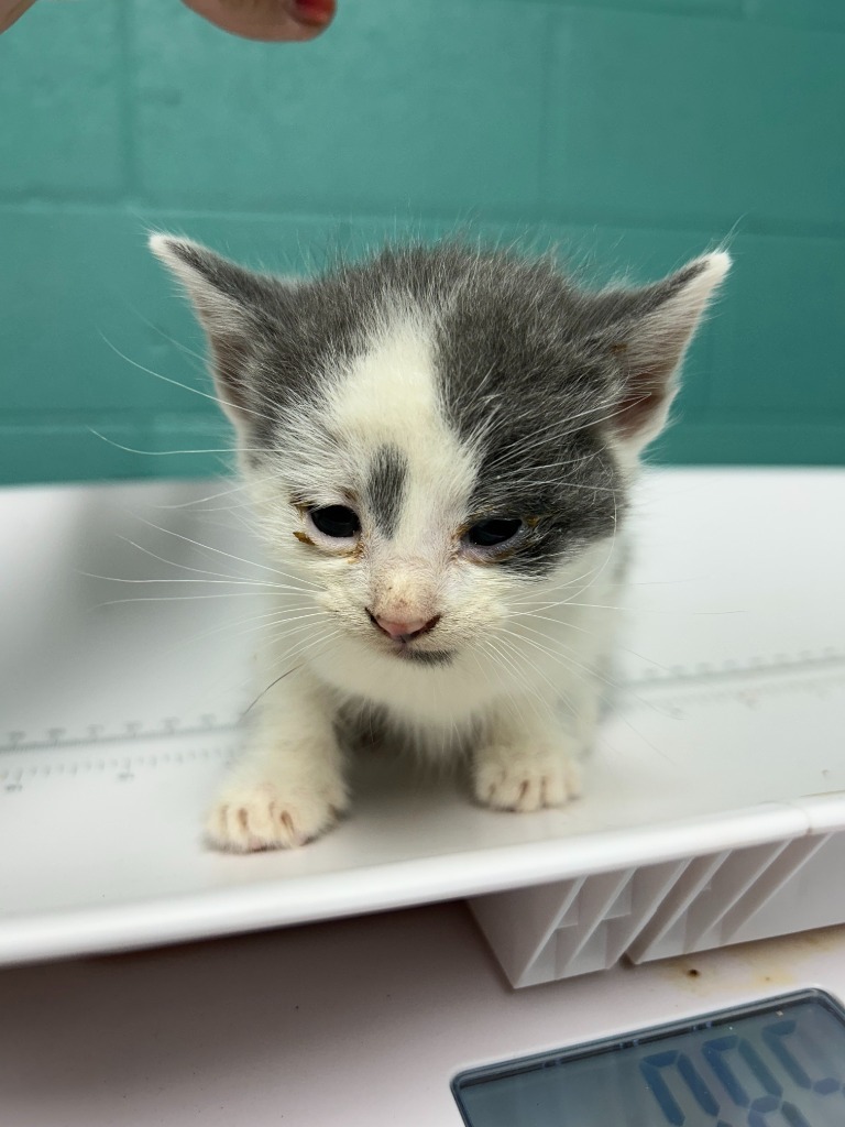 Sir Hissalot - Adoptable