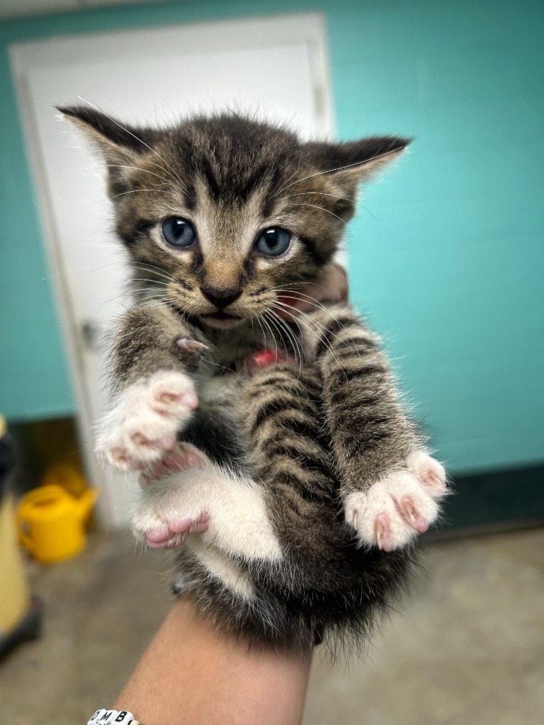 Meowrice - Adoptable