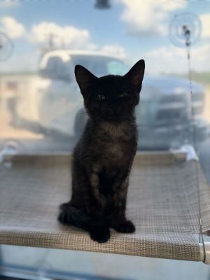 Newt- Hold until 7/7, Baby Male Domestic Short Hair