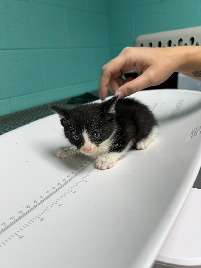 Tofu Diablo - Adoptable