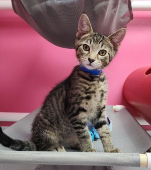 Cedar, Baby Male Domestic Short Hair