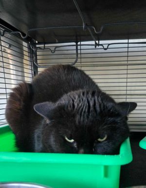 Fredrico Coop, Senior Male Domestic Medium Hair