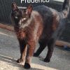 Fredrico Coop photo 2