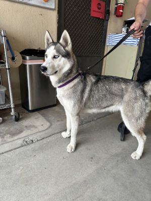 Charm, Young Female Siberian Husky