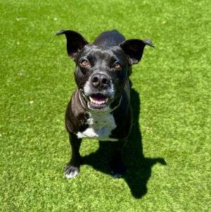 Moo-Linda, Adult Female Pit Bull Terrier