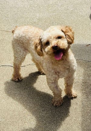 Teddy