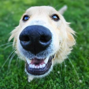 Lainey, Young Female Golden Retriever
