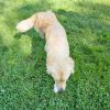 Lainey photo 3