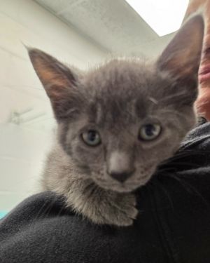 Rain, Baby Female Domestic Long Hair
