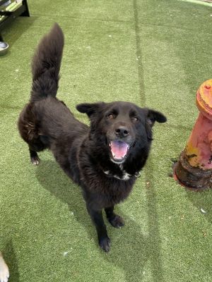 Mimi, Adult Female Australian Shepherd