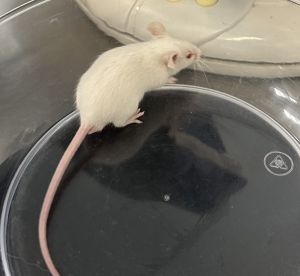 Calzone, Baby Male Mouse