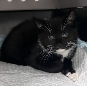 Millennium, Baby Male Domestic Short Hair