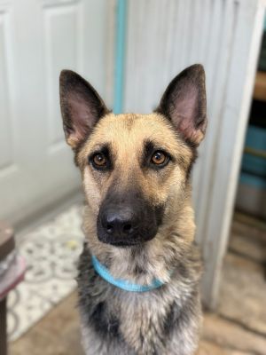Maya, Young Female German Shepherd Dog