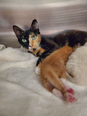 2025-06-327 *Tanya*, Adult Female Domestic Short Hair