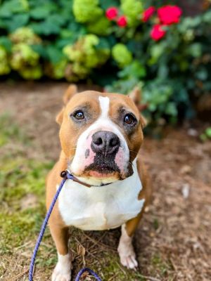 Chickpea (Stella Rose Wells), Adult Female Pit Bull Terrier