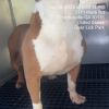 Chickpea (Stella Rose Wells) photo 5