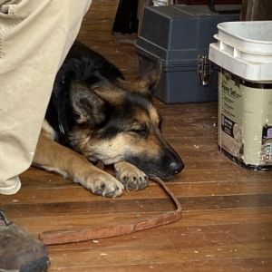Raven, Young Female German Shepherd Dog