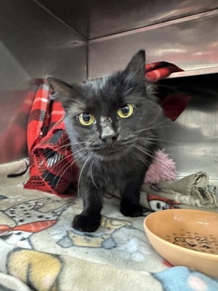 Milla, an adoptable Domestic Long Hair, Domestic Short Hair in Rhinelander, WI, 54501 | Photo Image 1