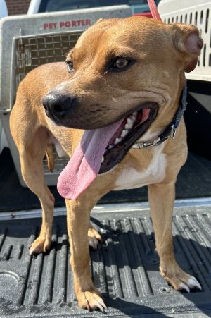 Harvey, Young Male Pit Bull Terrier