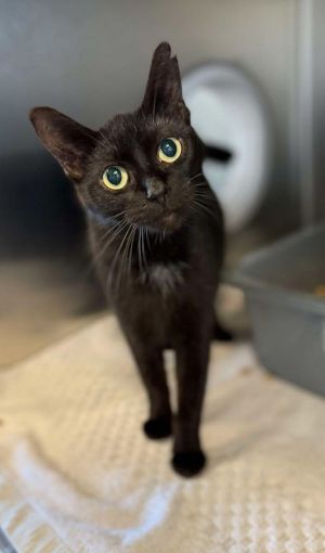 Carbon, Adult Female Domestic Short Hair